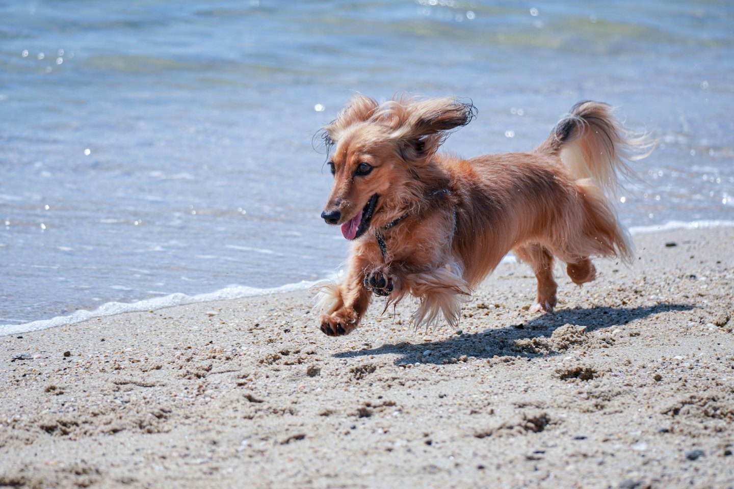 Ein langhaariger Dackel springt freudig über den Sandstrand.