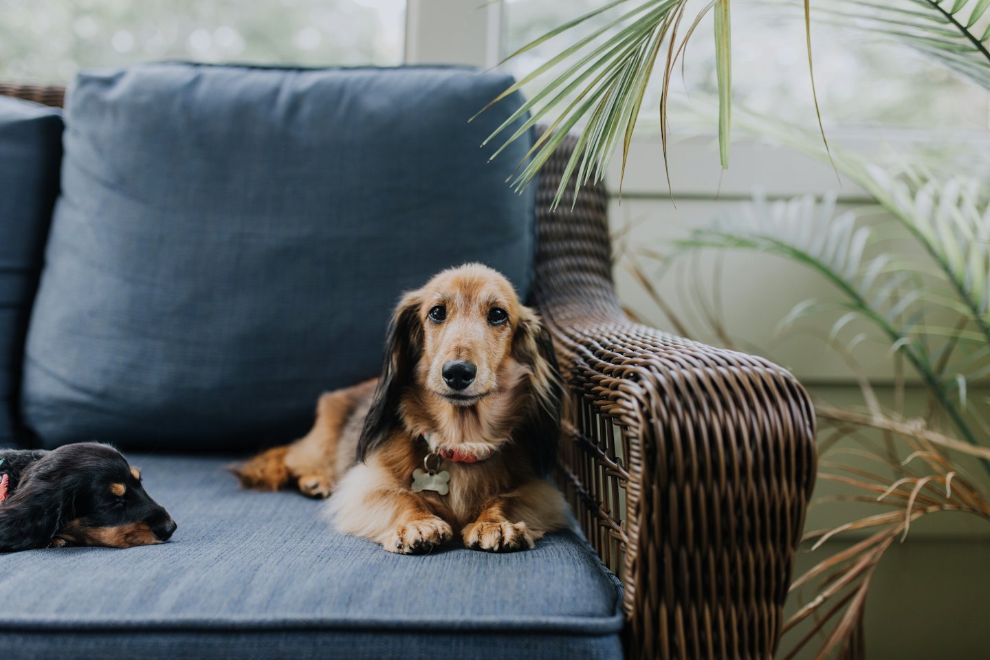 Zwei Dackel auf einem blauen Rattansofa-Kissen.