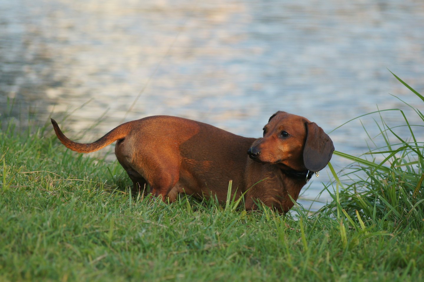 Brauner Dackel steht auf grünem Gras am Wasser.