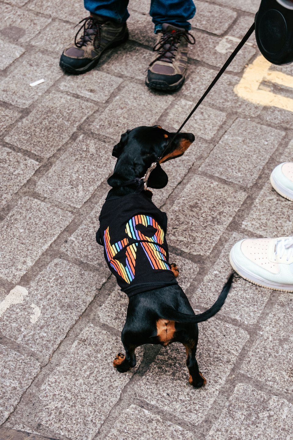 Ein Dackel in einem Regenbogen-T-Shirt steht auf einem gepflasterten Weg.