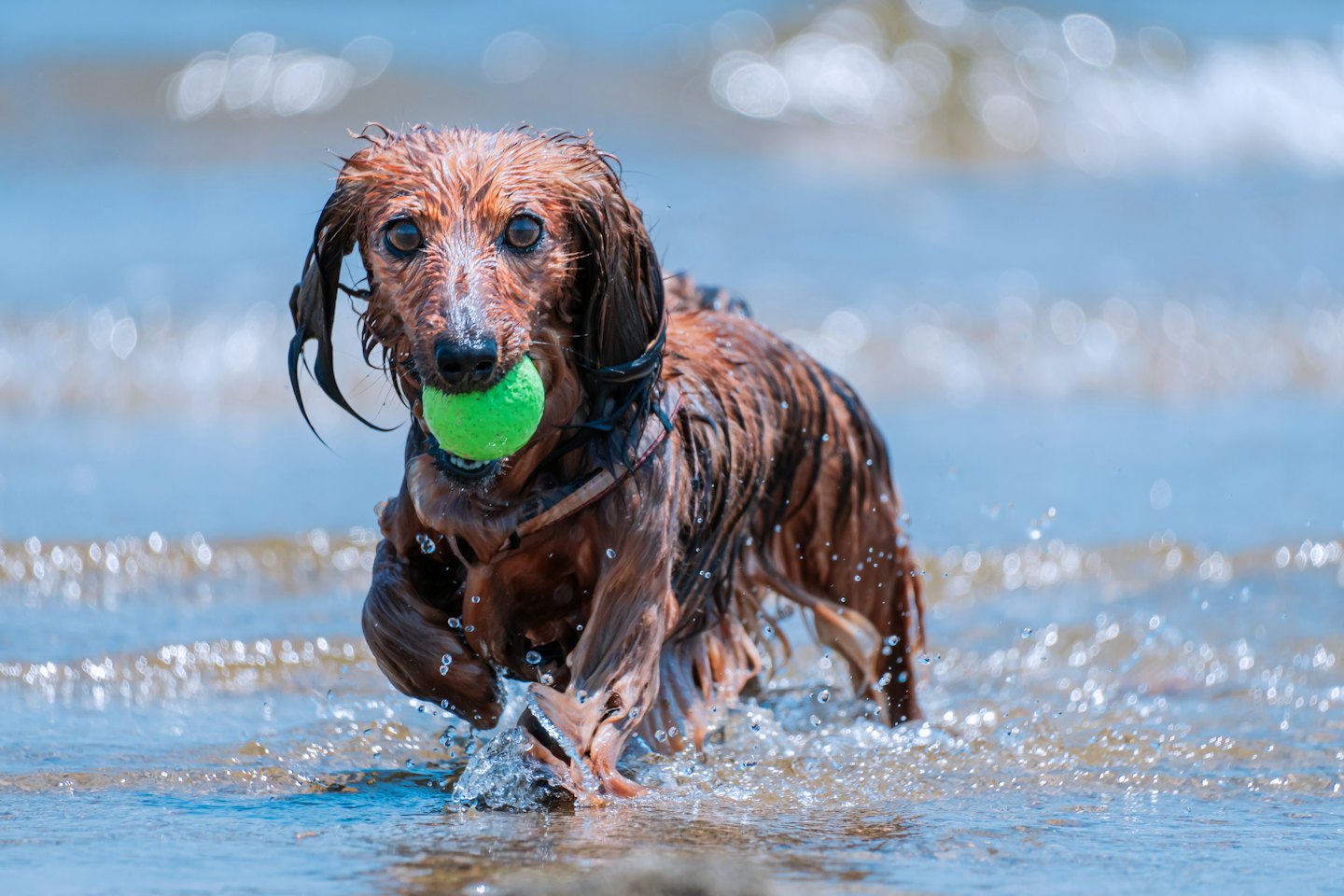 Ein brauner Dackel rennt mit einem grünen Ball im Maul durch Wasser.