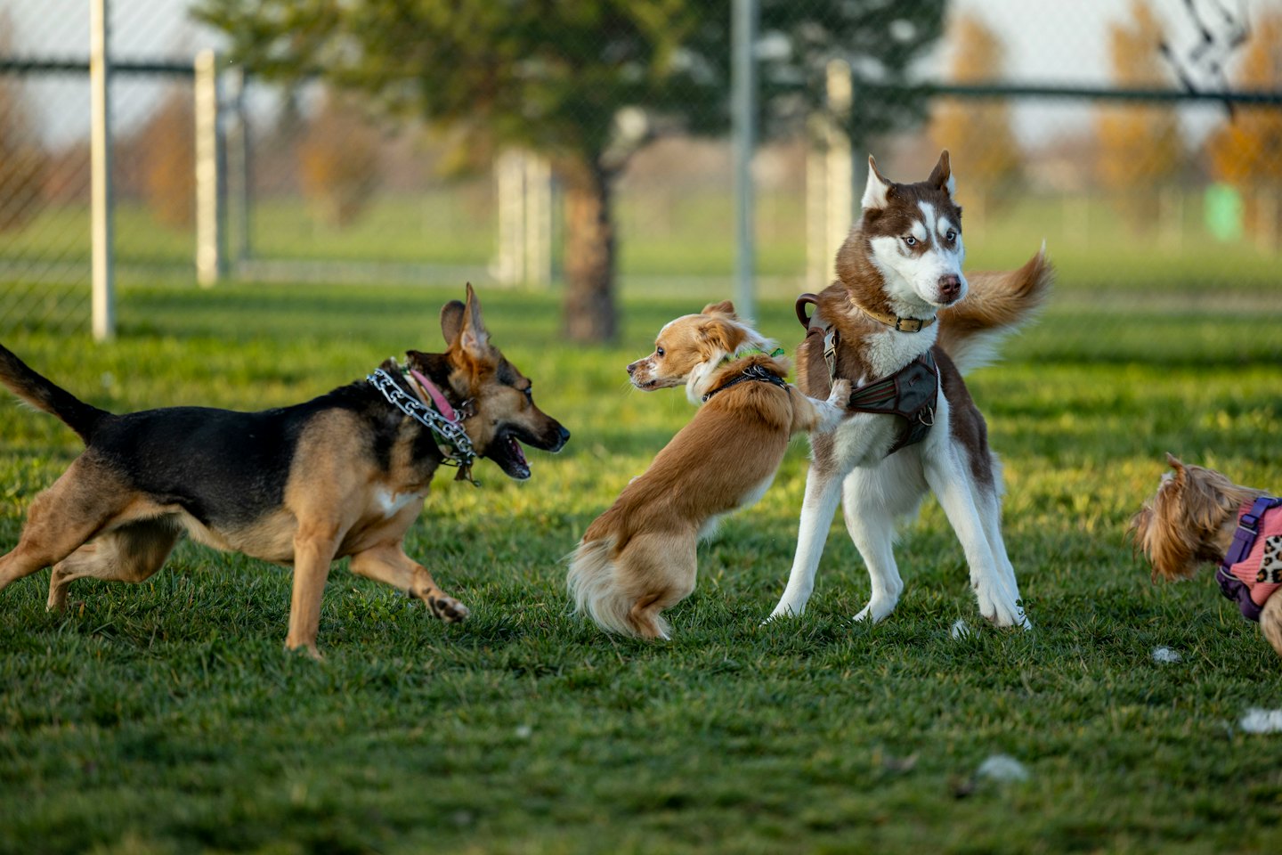 Vier Hunde verschiedener Rassen spielen zusammen im Park.