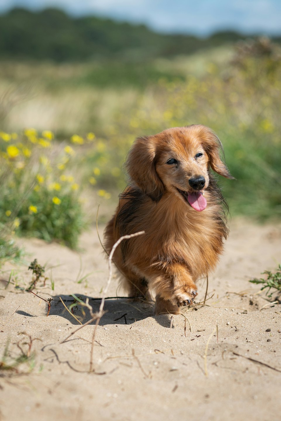 Brauner Dackel geht auf sandigem Weg mit herausgestreckter Zunge.