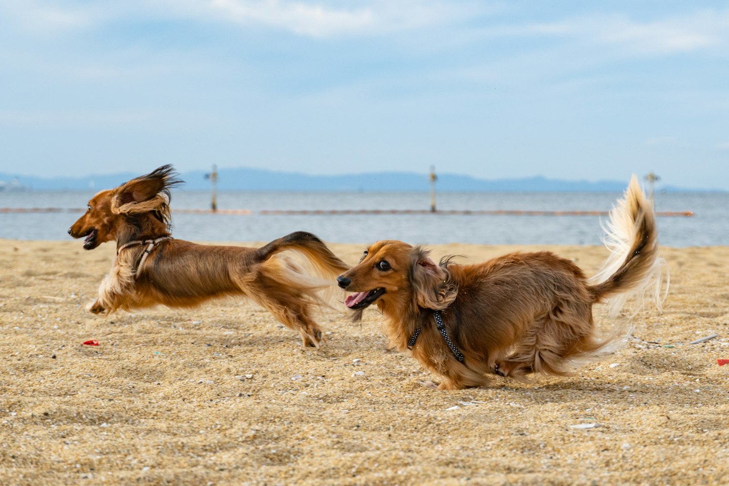 Zwei langhaarige Dackel rennen gemeinsam an einem Sandstrand.