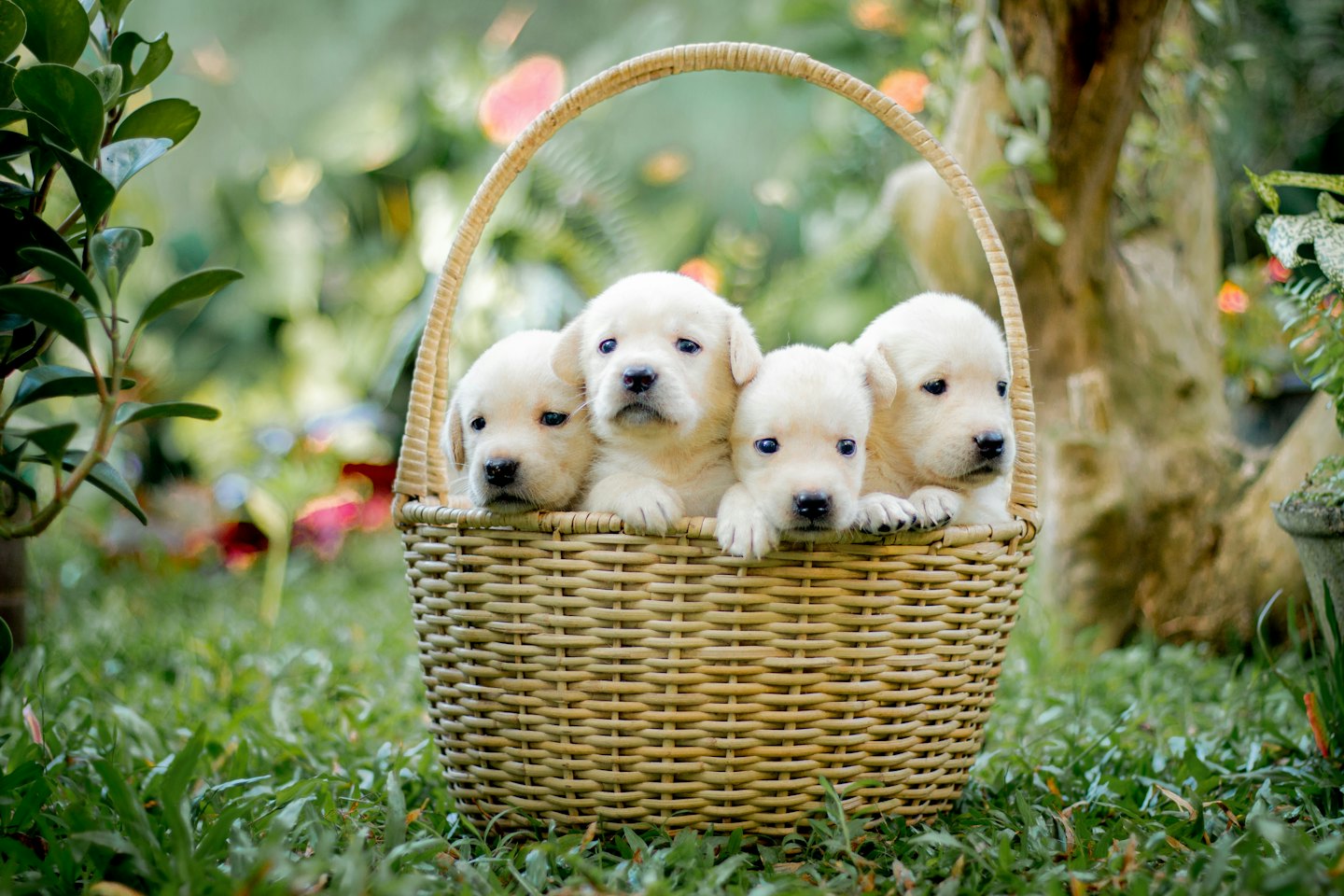 Vier flauschige Labrador-Welpen sitzen zusammen in einem Weidenkorb.