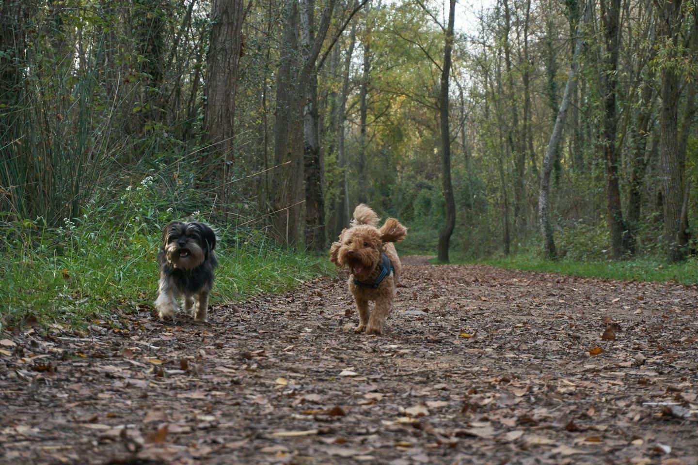 Zwei Hunde spazieren gemeinsam auf einem von Blättern bedeckten Waldweg.