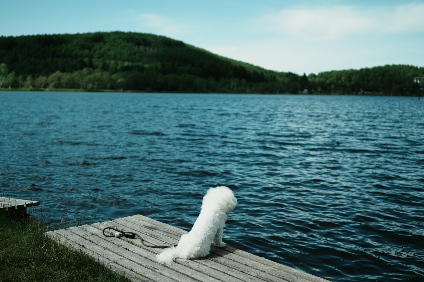 Flauschiger weißer Hund sitzt auf einem Holzsteg am See.