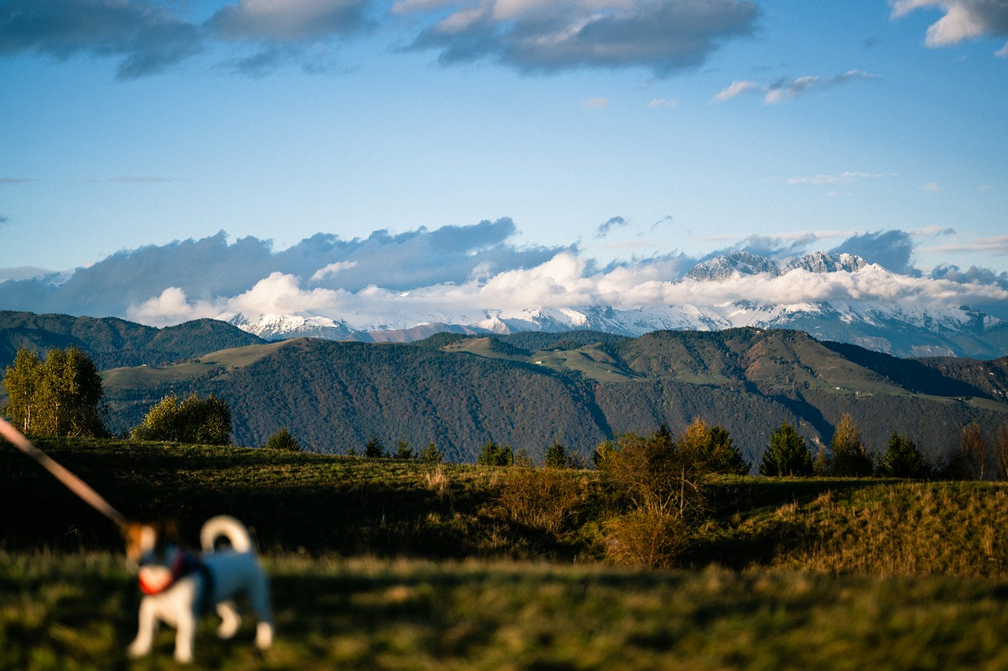 Kleiner Hund an der Leine spaziert durch eine grüne Berglandschaft.